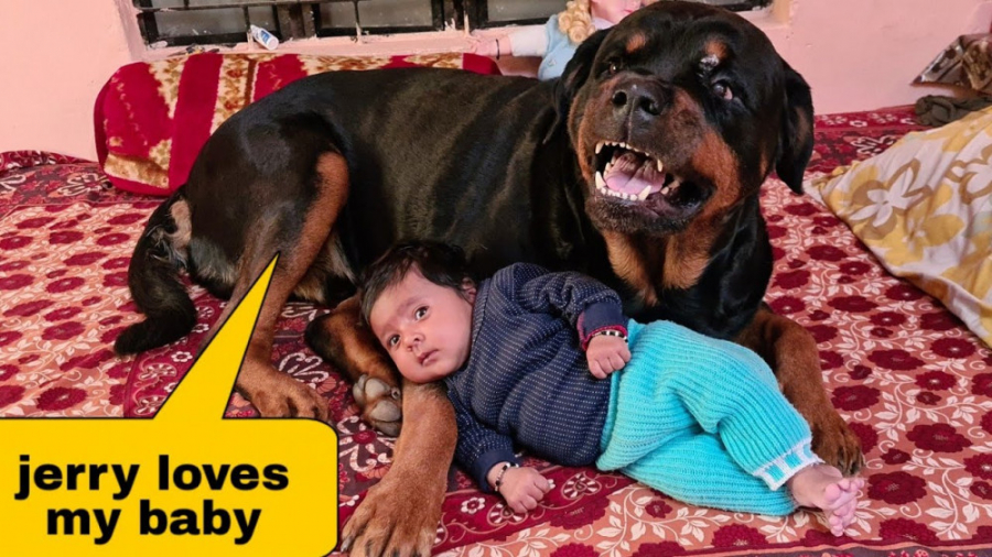 سگ خونگی و مواظبت از نی نی