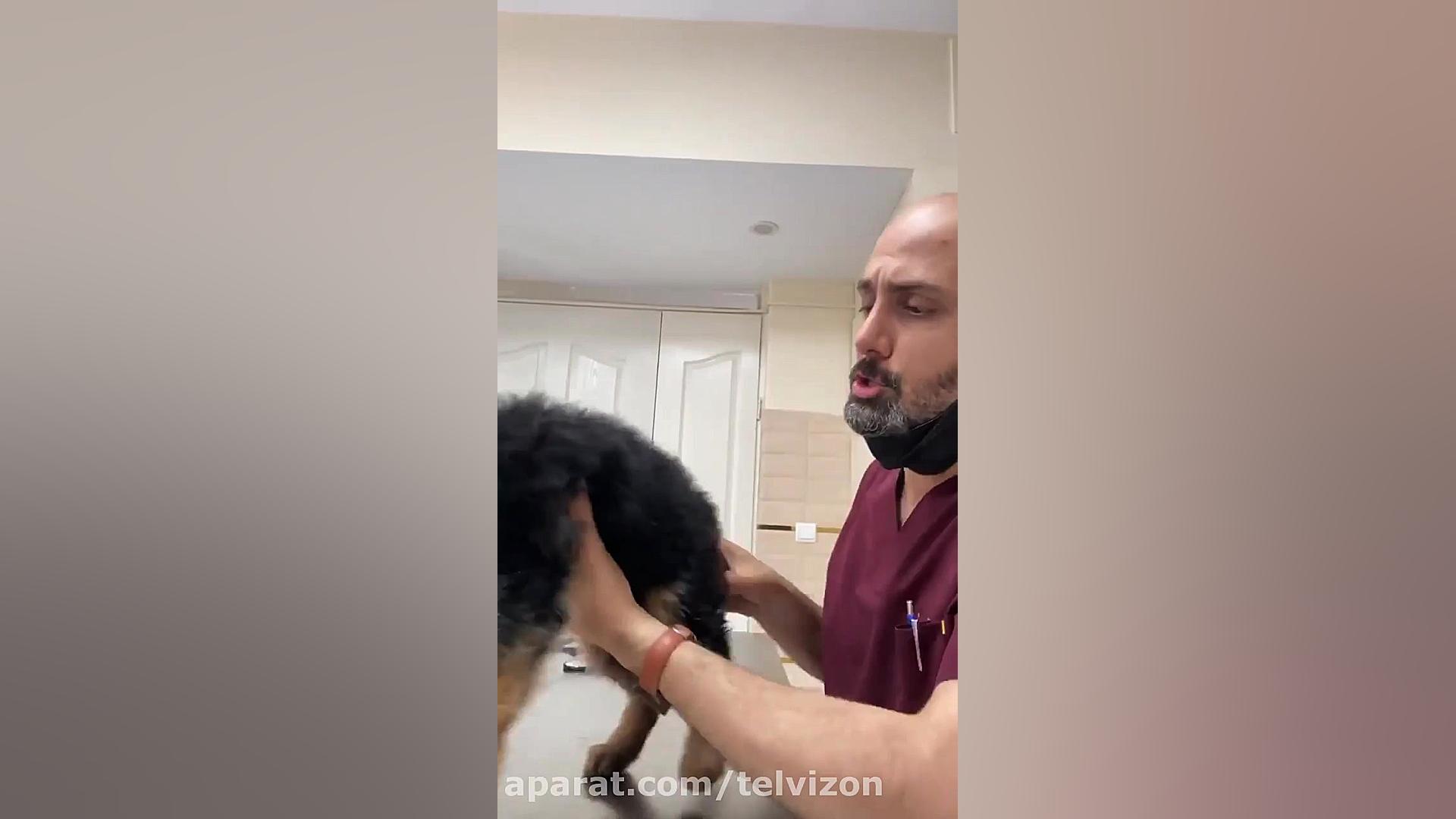 معاینه و چکآپ توله سگ ژرمن کوچ...