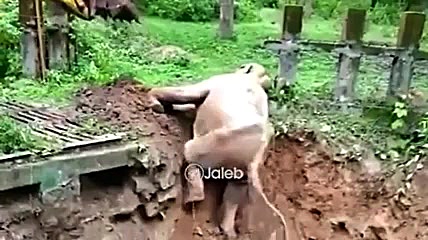 نجات فیل و تشکر جالبش از بیل م...