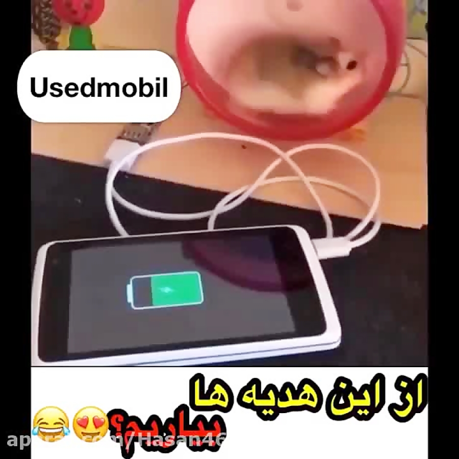 همستری که با دویدن در چرخ و فل...