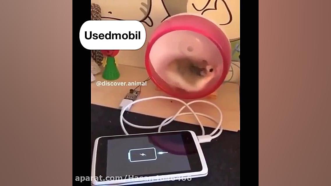 همستری که با دویدن در چرخ و فل...