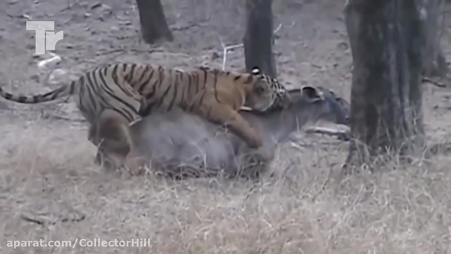 صحنه های بسیار جالب از شکار گو...