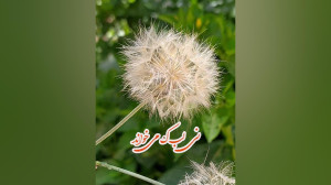 صبح بخیر انگیزشی،صبح بخیر عاشق...