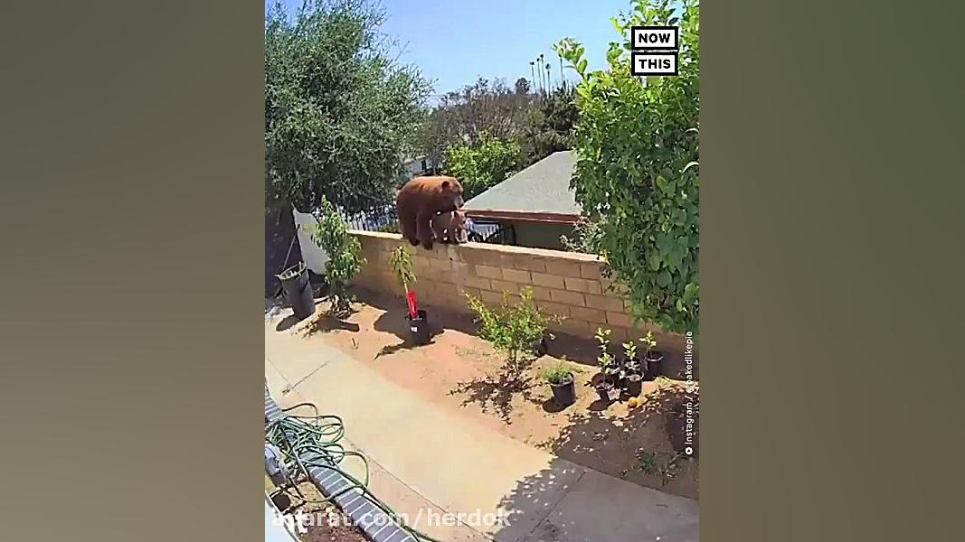 دفاع از خانه؛ شجاعت یا دیوانگی...