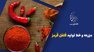 مزرعه و خط تولید فلفل قرمز