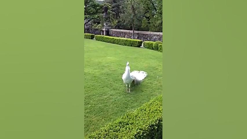 باز شدن بال طاووس سفید    پرند...