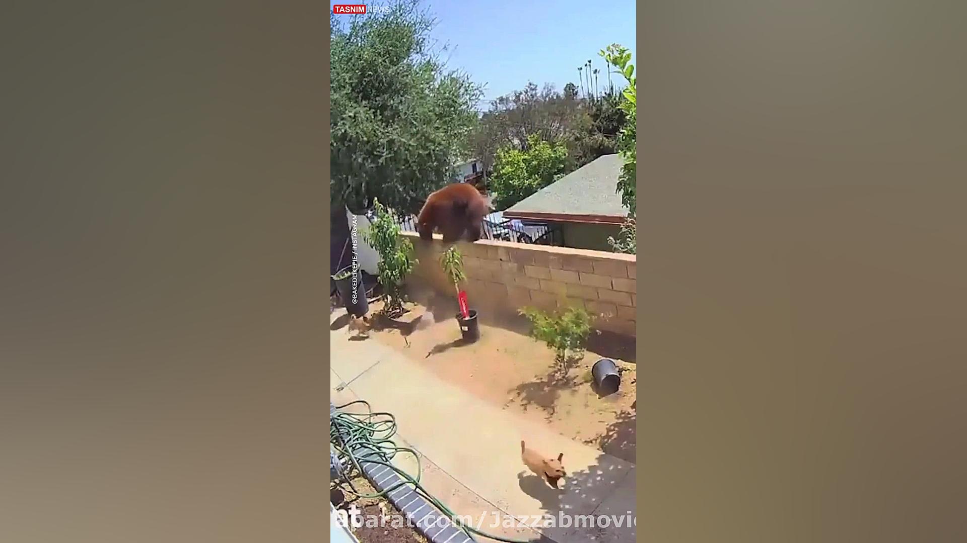 نجات سگ های خانگی از دست خرس ت...