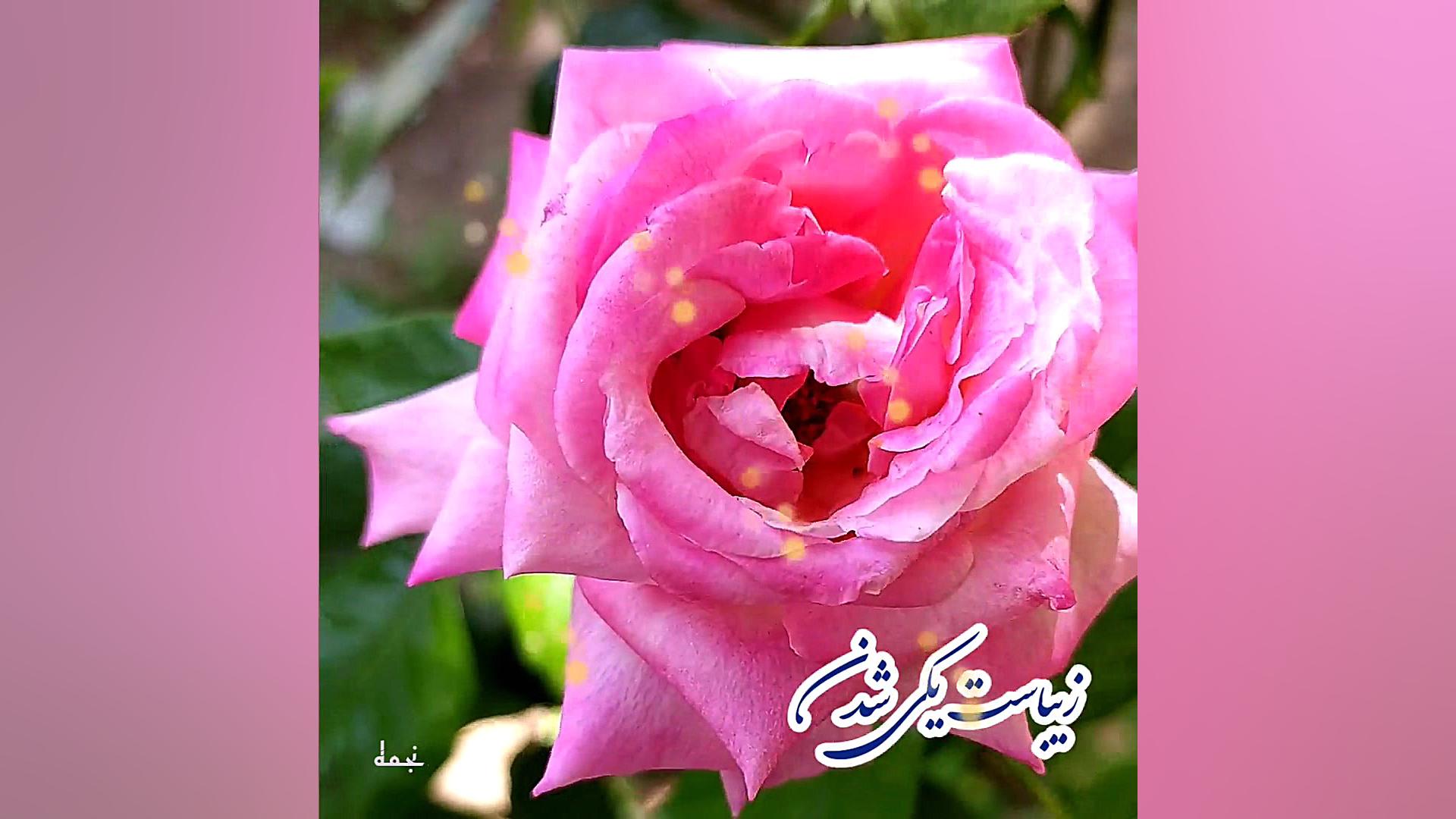 صبح بخیر انگیزشی ،کلیپ زیر نوی...