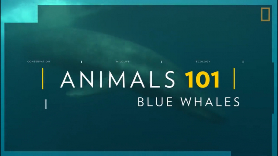 Blue Whale Series Teaser