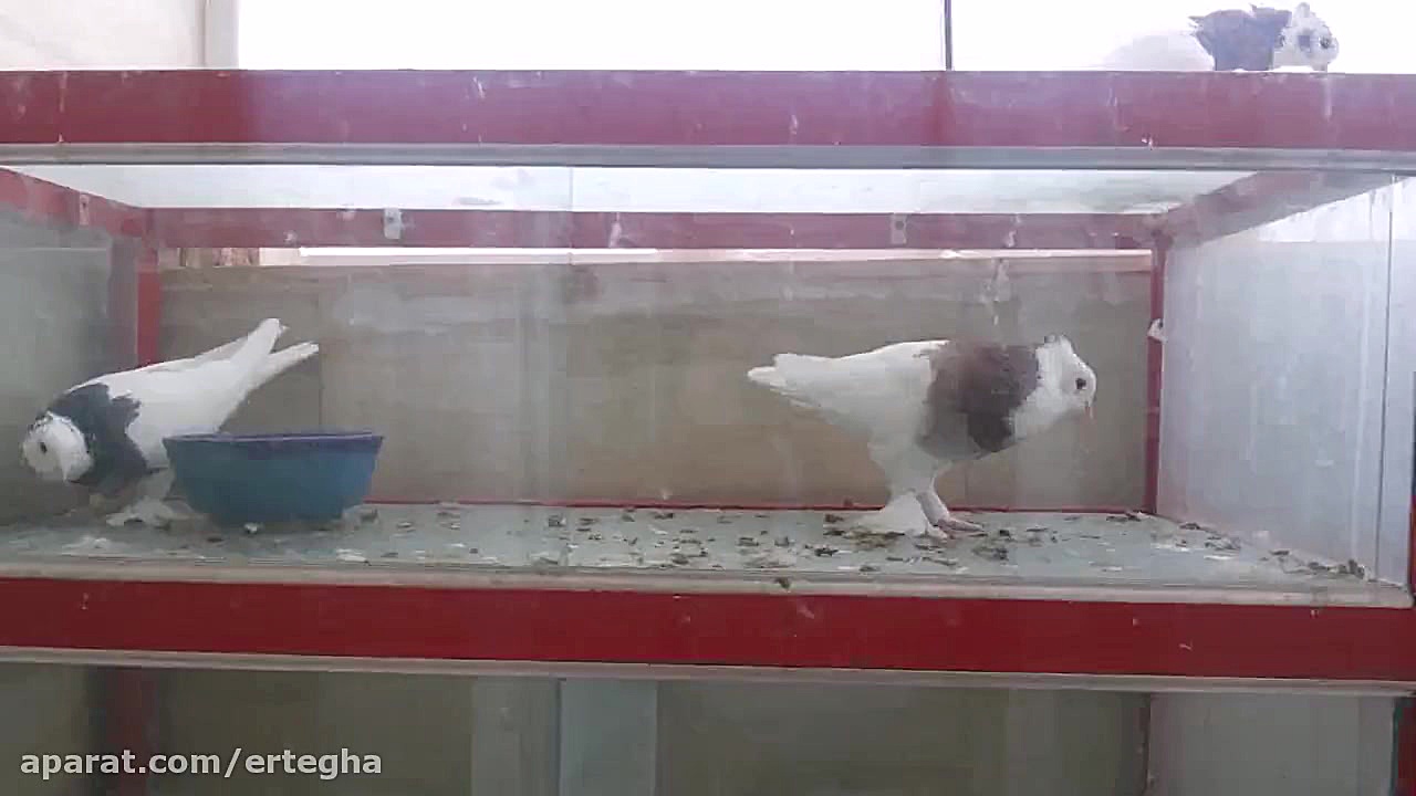 کبوتر طوقی قلدر