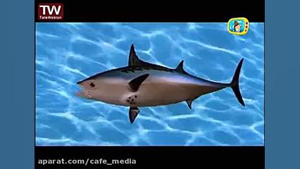 | باب اسفنجی | انیمیشن باب اسف...