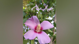 صبح بخیر انگیزشی،وضعیت واتساپ...