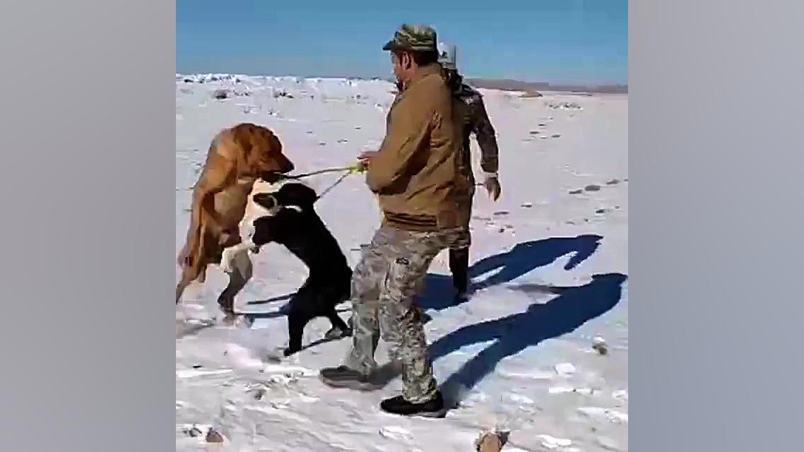 جنگ سگ ببری با رشو