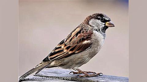 صدای گنجشک !