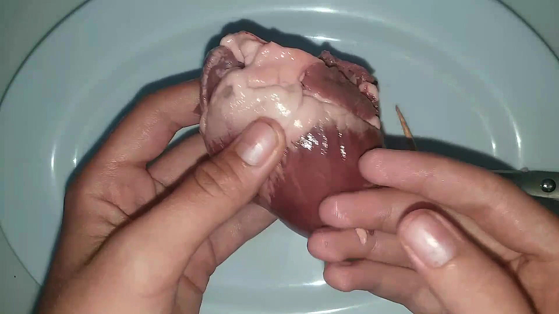 تشریح قلب گوسفند