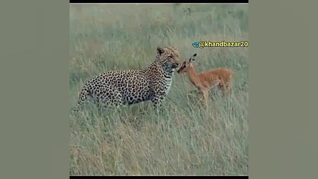 دنیای حوانات