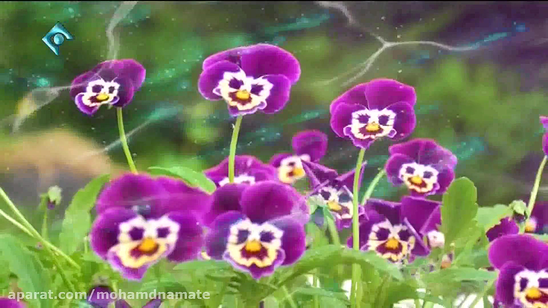 نماهنگ ولادت حضرت معصومه (س)