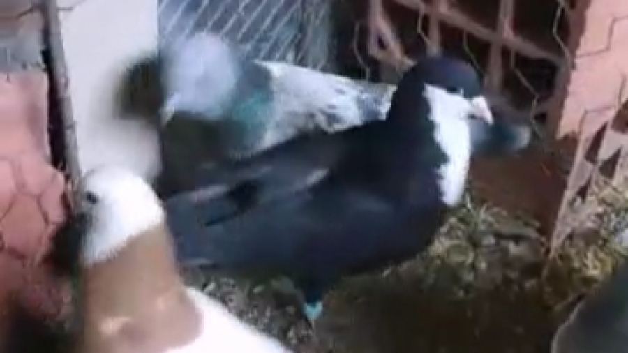 کبوتر طوقی مست