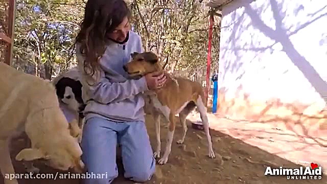 نجات دادن سگی که مشکل کمر درد...