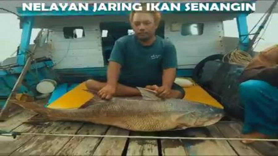 ماهی راشگوی معمولی: Eleutheron...