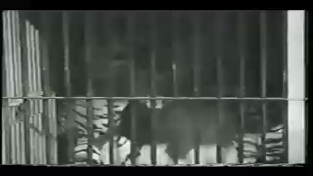 نبرد وحشیانه 2 ببر!