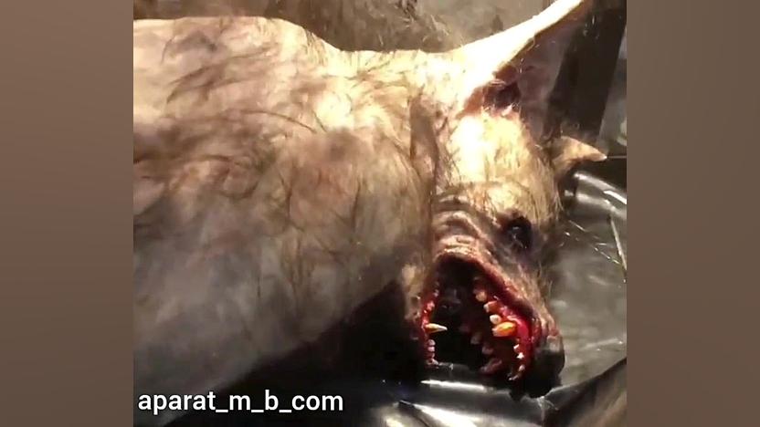 عکس وفیلم یه موجودعجیب شبیه گر...