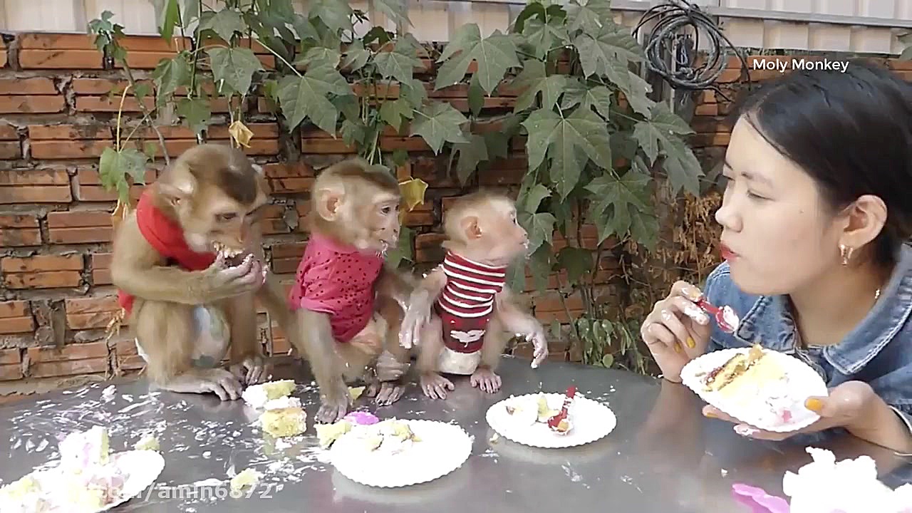 میمون هم مگه کیک تولد می خوره؟...