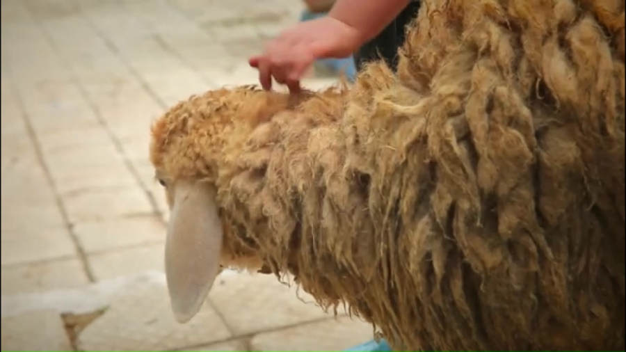 هم سایه هم  قسمت هفدهم  خیلی م...