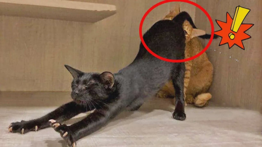 حیوانات بامزه و خنده دار  کلیپ...