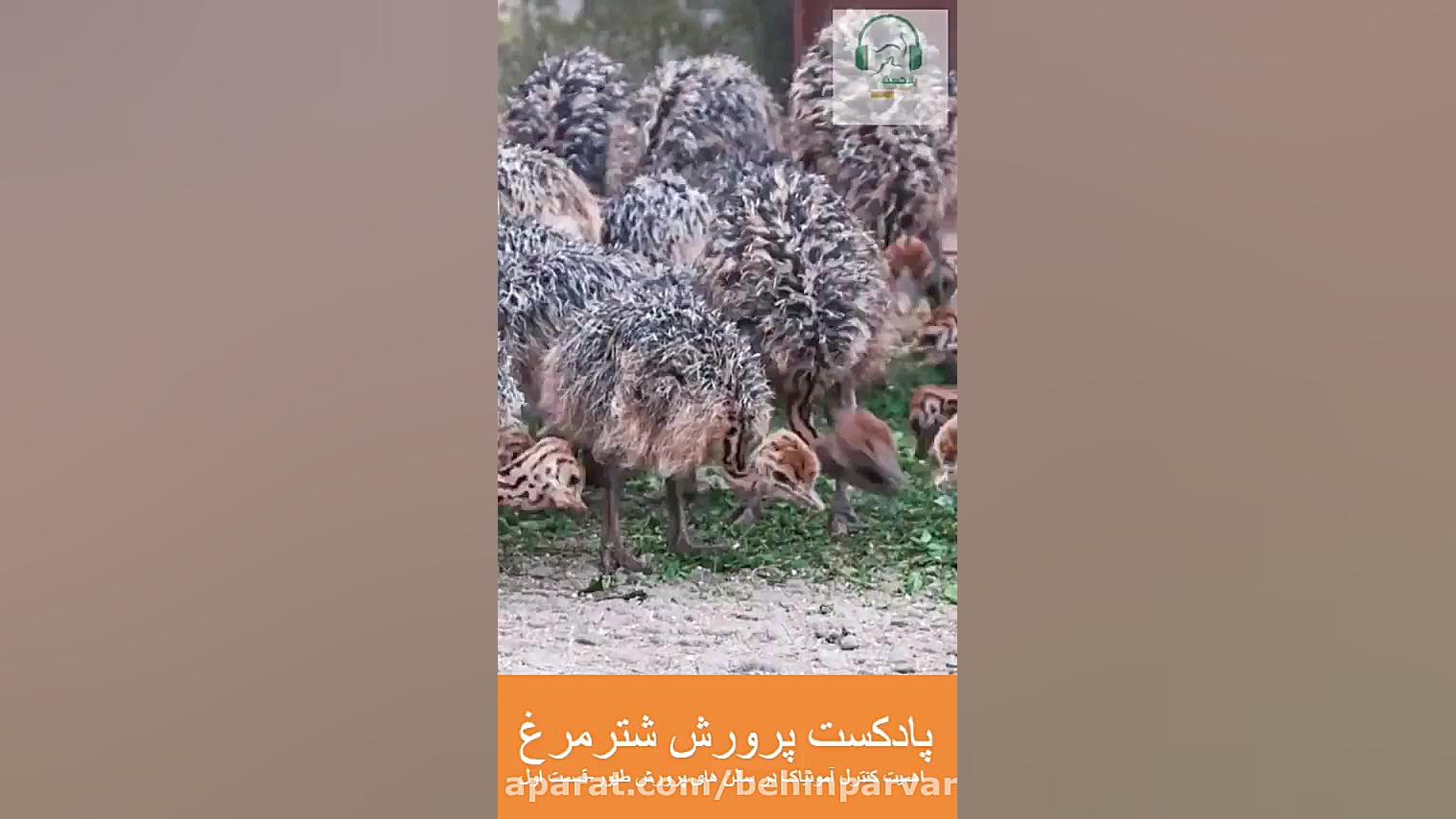 پادکست پرورش شترمرغ اهمیت کنتر...