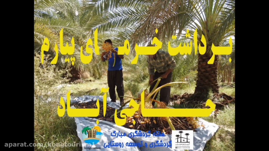برداشت خرمای پیارم حاجی آباد ه...