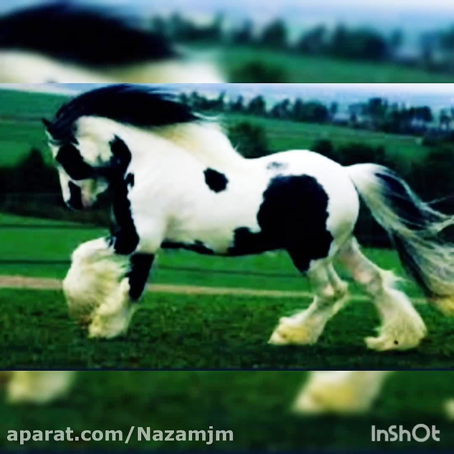کلیپ اسب فریزین سفید و سیاه جد...