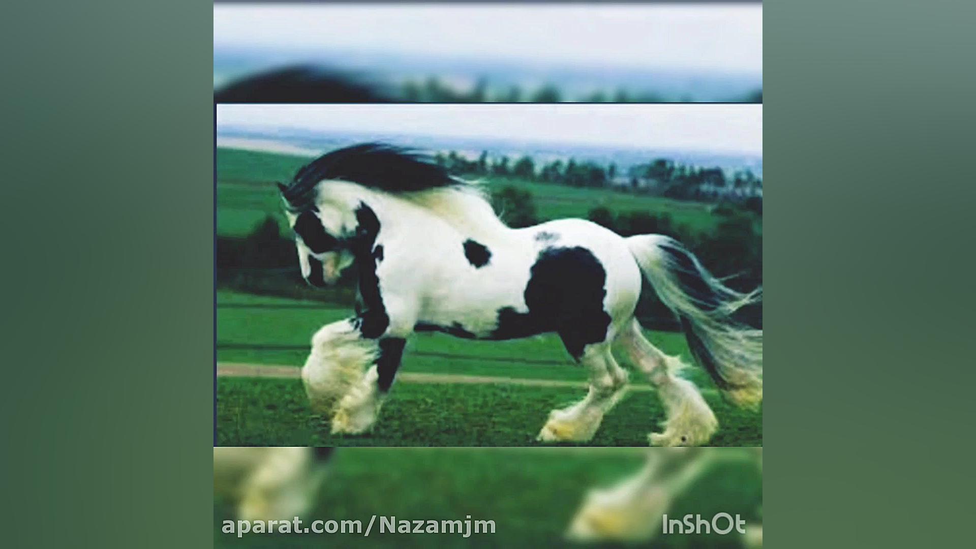 کلیپ اسب فریزین سفید و سیاه جد...