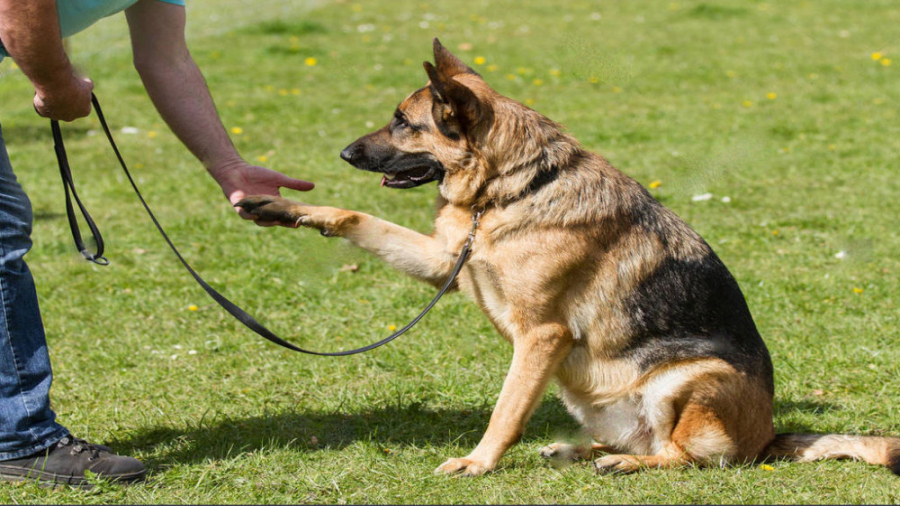 آموزش تربیت سگ | تربیت سگ خانگ...