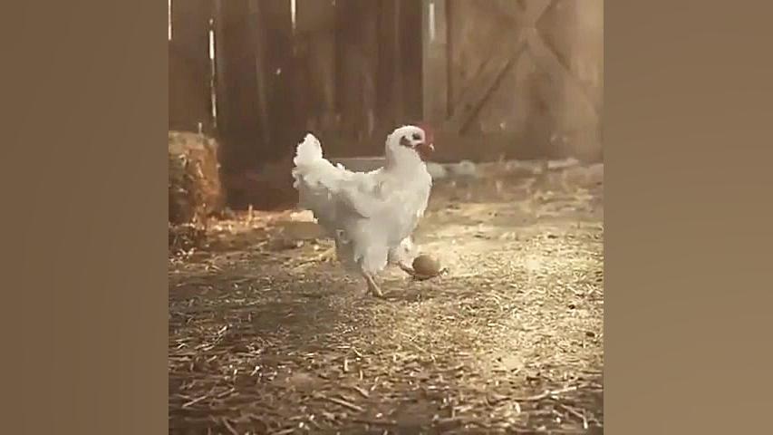 مرغ فوتبالیست(فری استایلر)