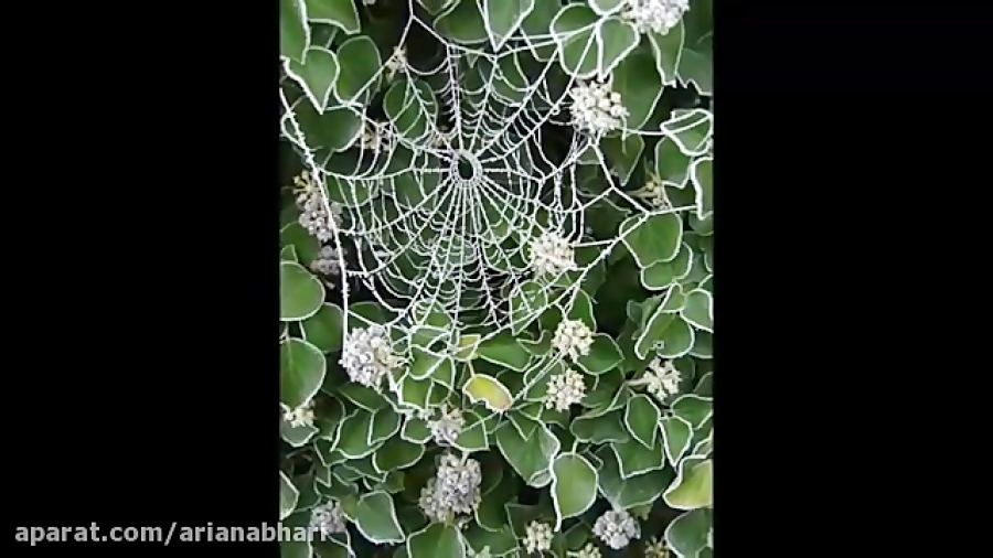 زیبای های تار عنکبوت
