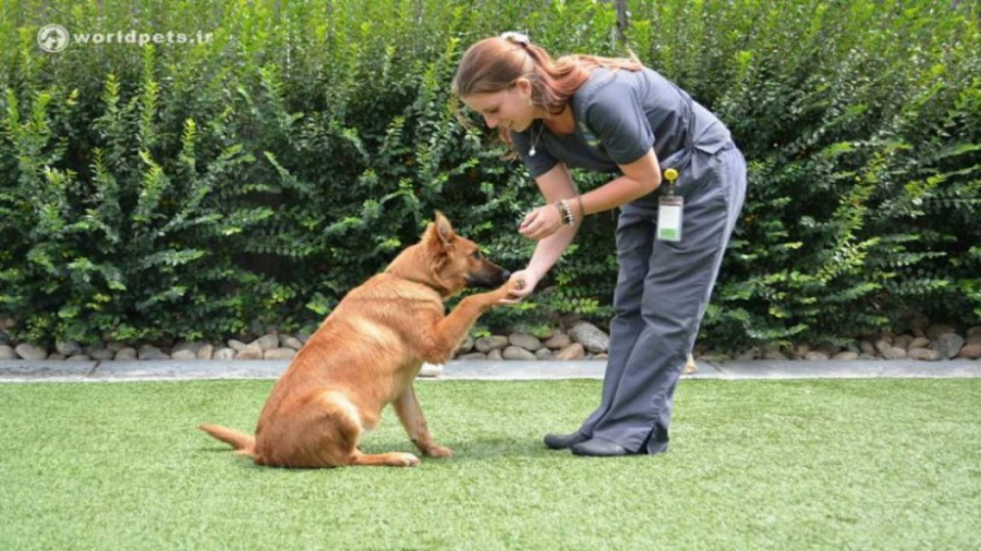 تربیت و آموزش سگ | فیلم آموزش...