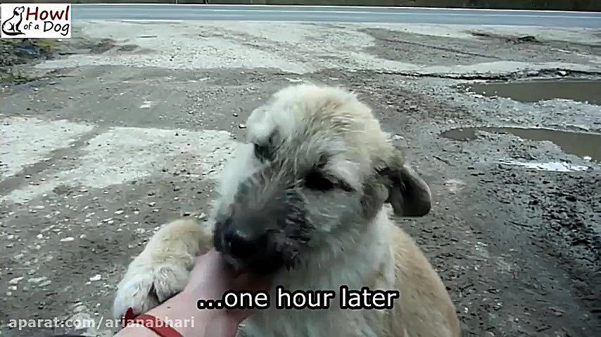 نجات دادن سگ تنها و دادن سر پن...