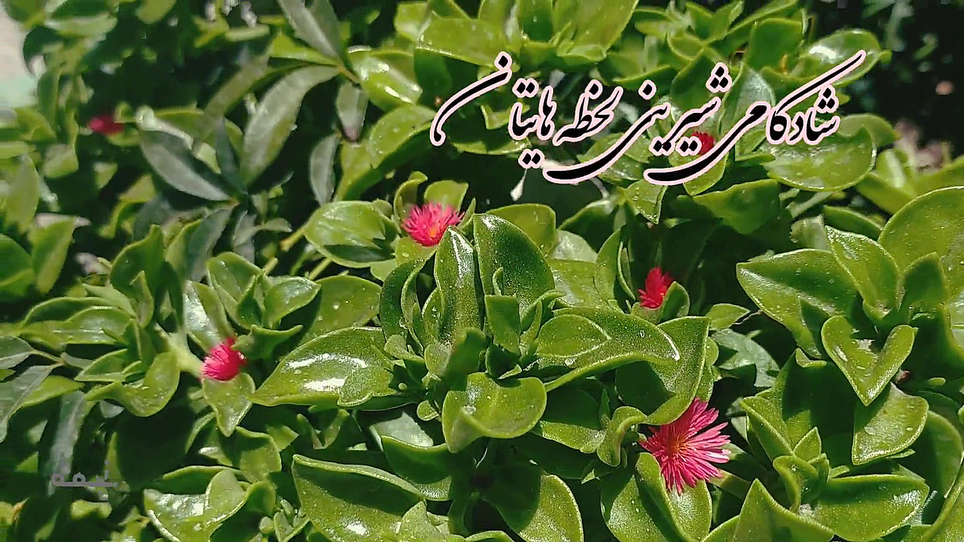 صبح بخیر انگیزشی،انرژی مثبت ،و...