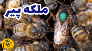 تعویض ملکه پیر زنبور عسل