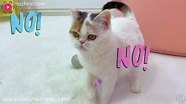 برنامه کودک خارجی  ناستیاشو  ن...