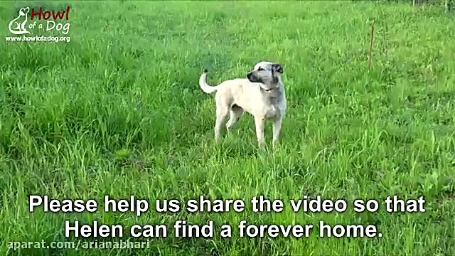 کمک کردن به یک سگ بی پناه و تن...