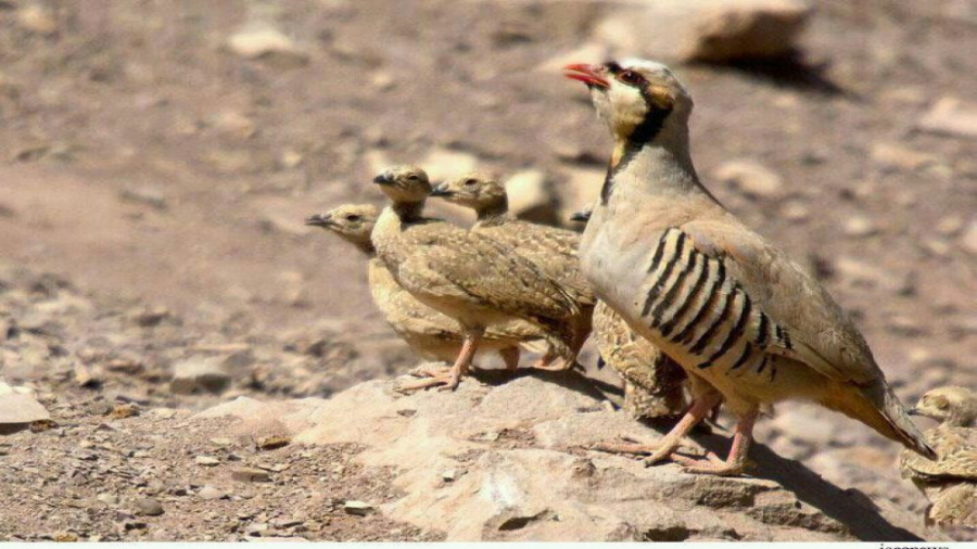 کلیپی جدید و فوق العاده زیبا ا...