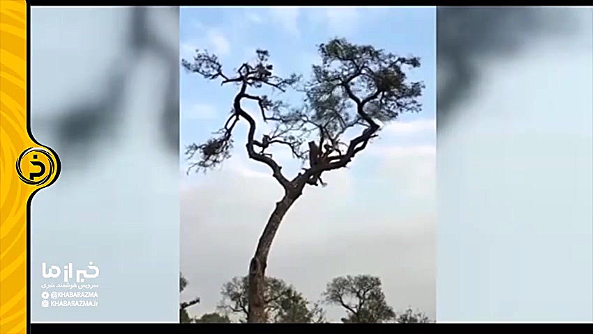 حرکت هوشمندانه یک میمون برای ش...