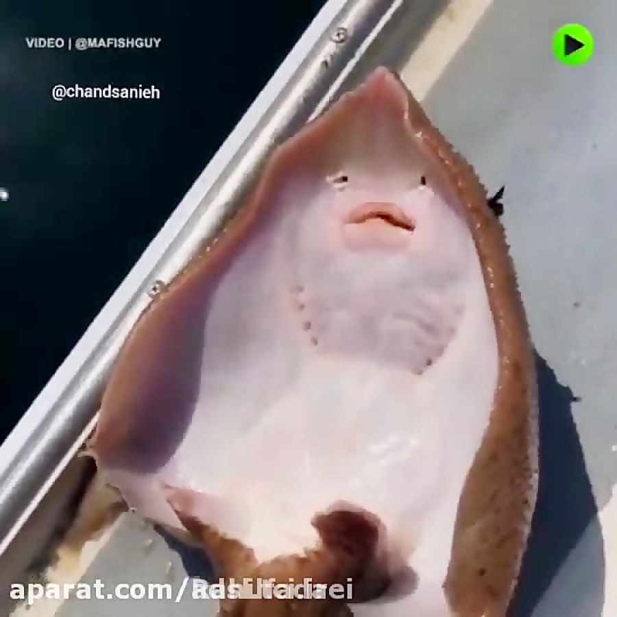 قلقلک دادن سفره ماهی