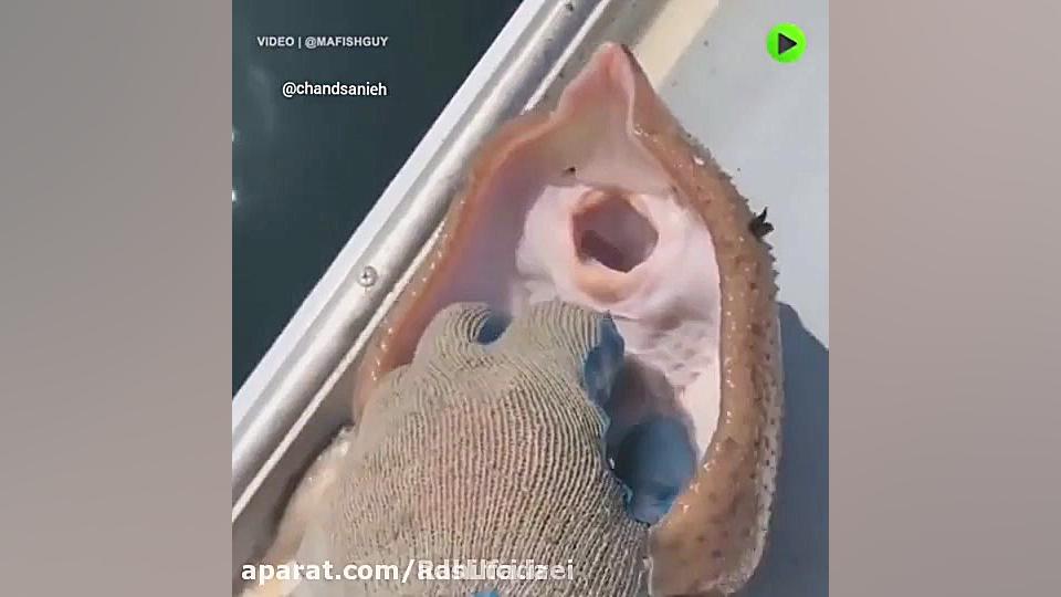 قلقلک دادن سفره ماهی