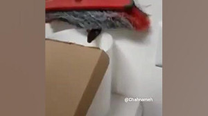 بهترین روش گرفتن موش خانگی بدو...
