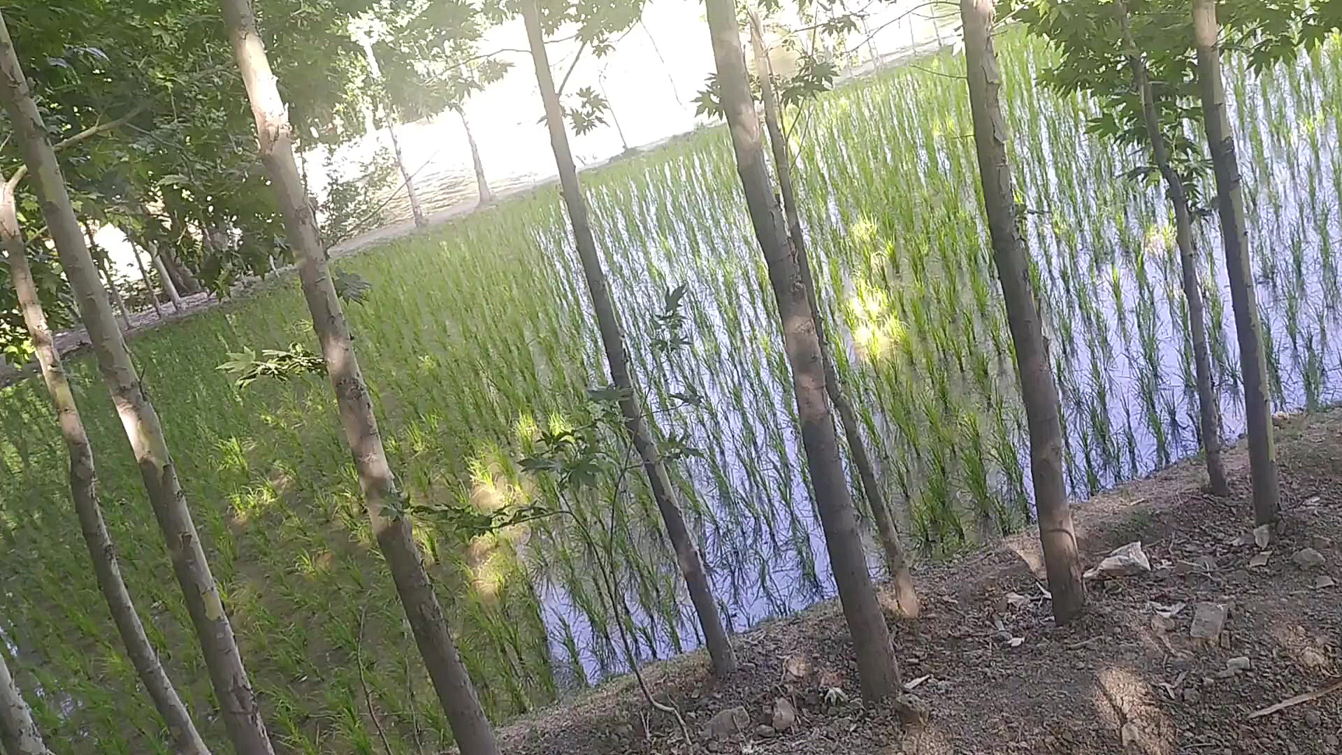 صبح بخیر انگیزشی ،جملات انگیزش...