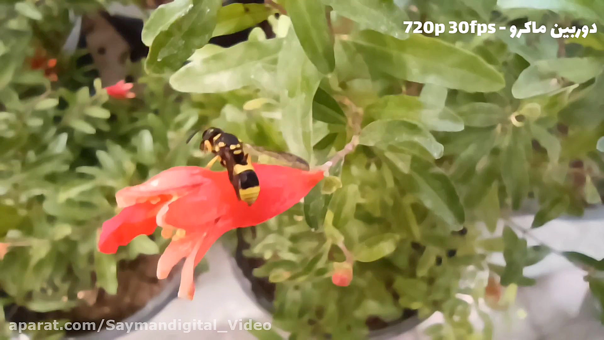 نمونه ویدیوهای دوربین گوشی شیا...