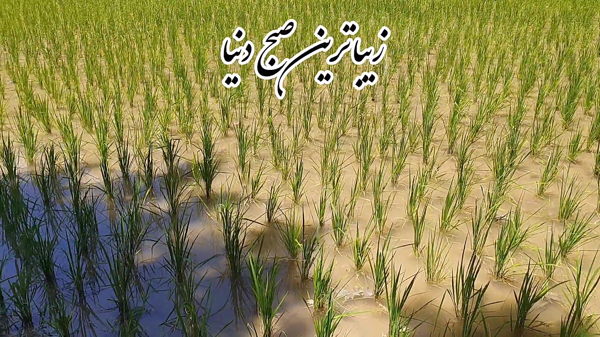 صبح بخیر انگیزشی ،کلیپ زیر نوی...